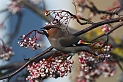 Waxwing - F